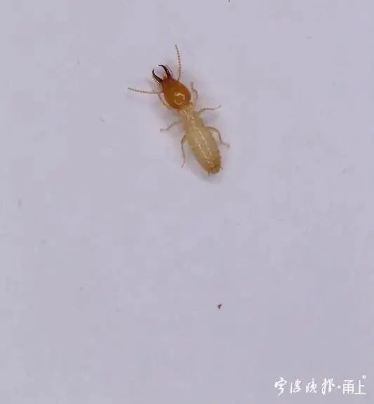 美国房产怎么杀白蚁 美国房产怎么杀白蚁