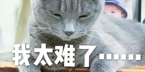 老公婚前购房产怎么继承