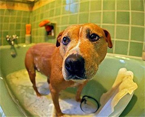 房产达人怎么给宠物洗澡