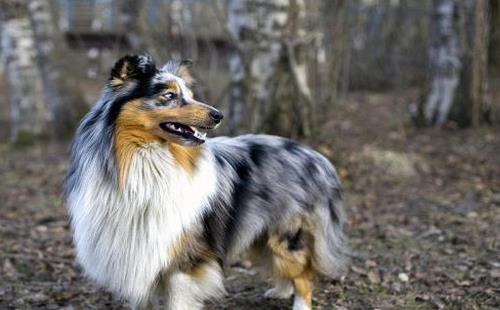 房产达人的宠物怎么养