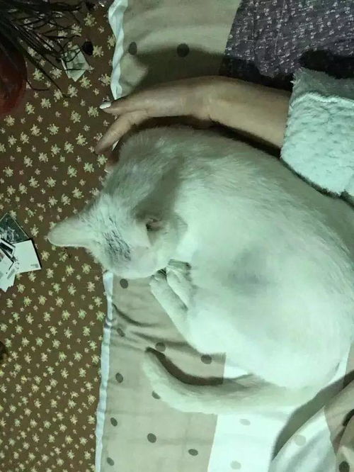 房产达人的猫怎么卖了