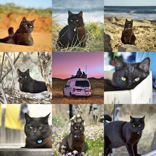 房产达人的猫怎么卖了