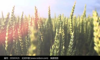 金色麦田房产视频怎么拍