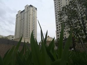 青岛金茂房产怎么样