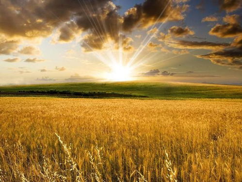 麦田房产抽成怎么算的