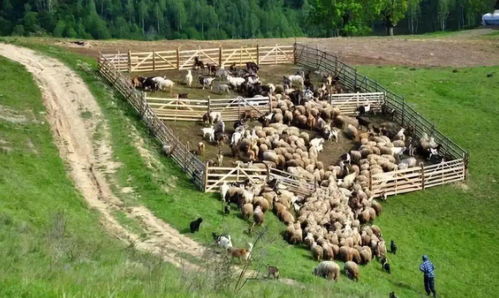 房产达人2怎么买工具