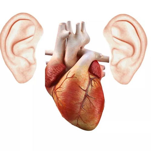 心脏房产怎么冶疗最好