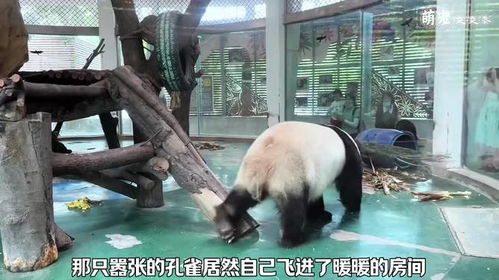 动物怎么获得房产资料呢