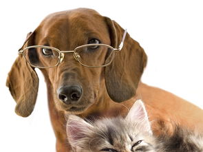 房产达人怎么喂狗和猫