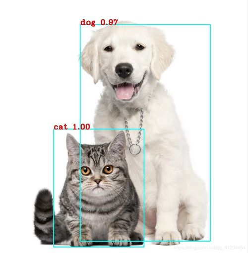 房产达人怎么喂狗和猫