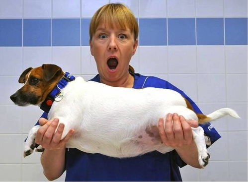 房产狗怎么抽时间健身