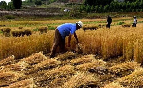 房产人收麦子怎么处理