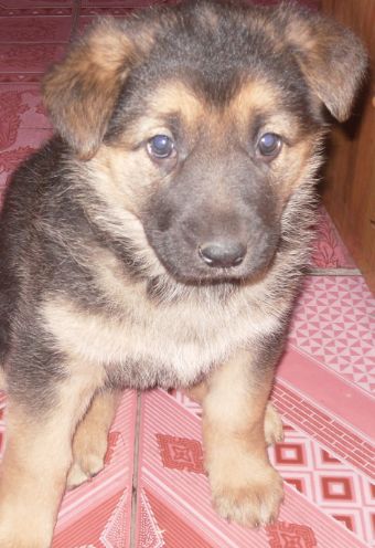 房产达人怎么让狗帮忙