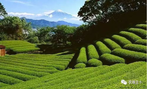 茶园房产项目介绍怎么写