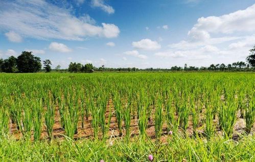 房产种草造林税怎么算