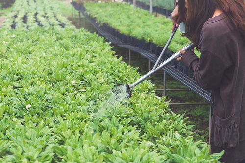 房产种草造林税怎么算