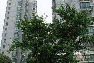 曹县华阳房产怎么样