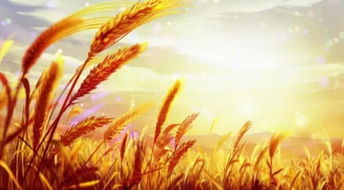 麦田房产短租怎么收费