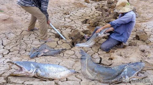 房产放水养鱼怎么样 房产放水养鱼怎么样