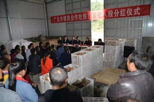 怎么分村里集体房产呢