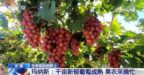 玛纳斯串串美食推荐,玛纳斯小吃