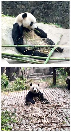 成都熊猫基地推荐美食图片,成都熊猫基地风景图片