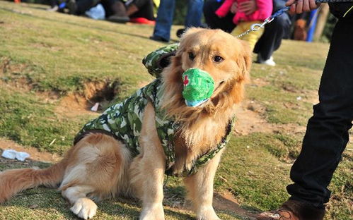 湖北带小狗旅游指南，探索湖北最佳带狗旅游胜地